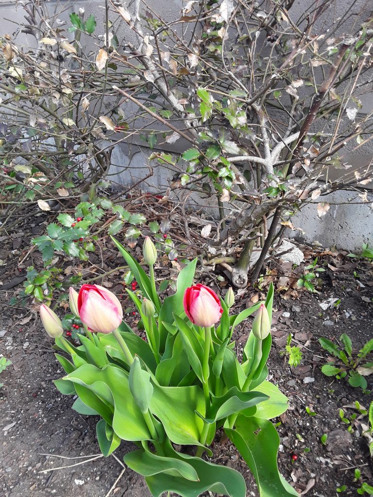 First tulips 2022