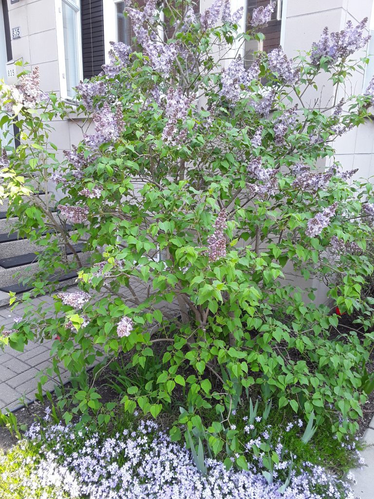 First Lilac